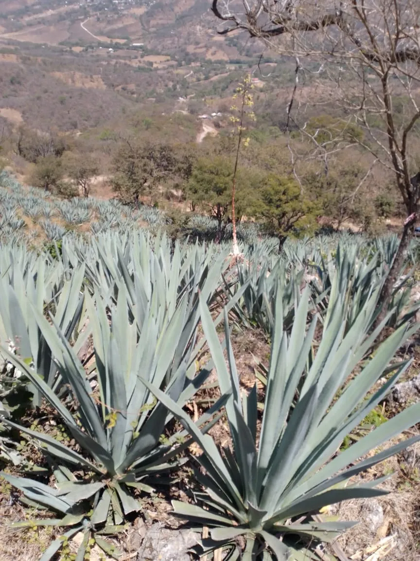 MAGUEY ESPADIN PIÑA